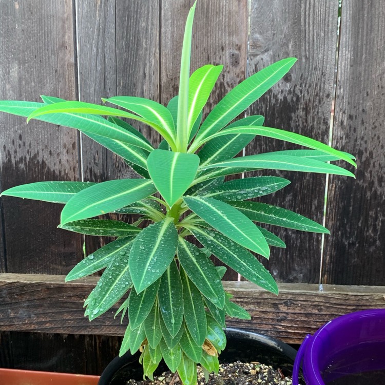 plant image 1015983