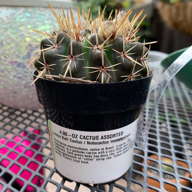 plant image 1025564