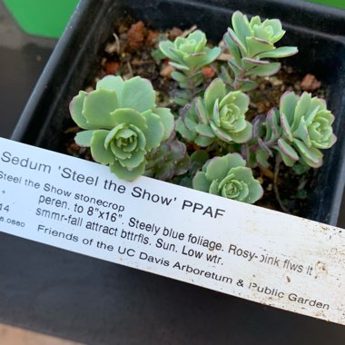 Hylotelephium Cauticola