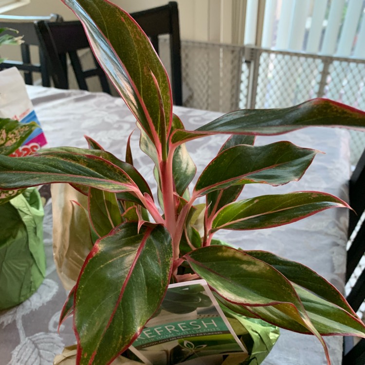 Plant image Aglaonema 'Miss Thailand'