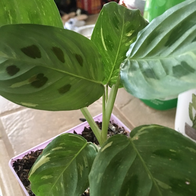 Plant image Maranta leuconeura kershoveana 'variegated'