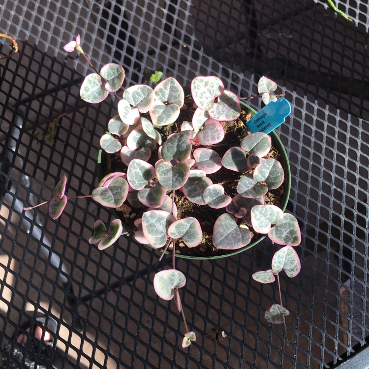 plant image 734147 plant image 734147