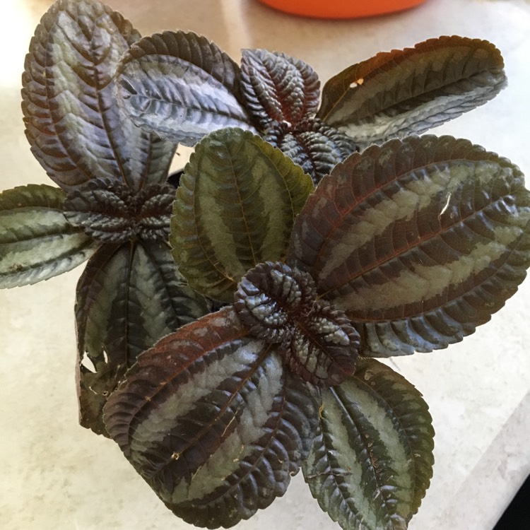 Plant image Pilea involucrata 'Norfolk'