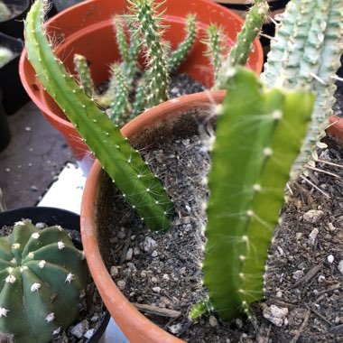 Selenicereus testudo