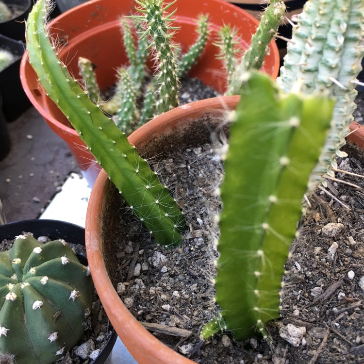 plant image 757911 plant image 757911