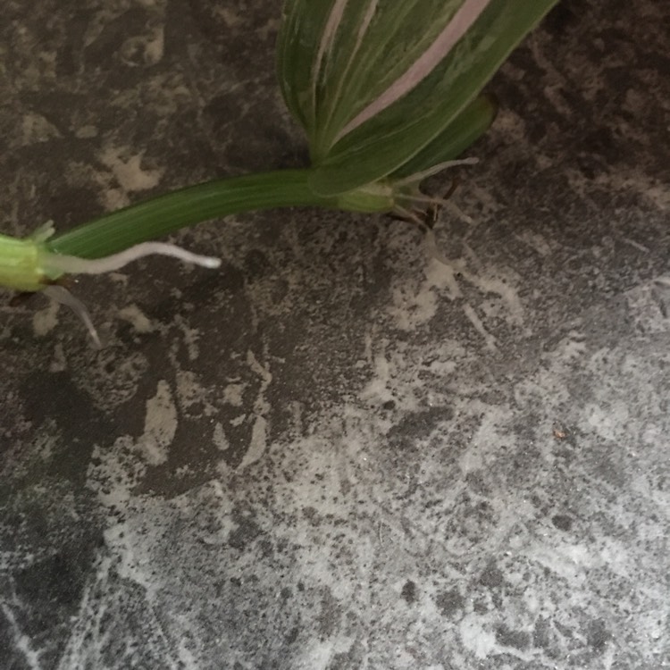 plant image 764683