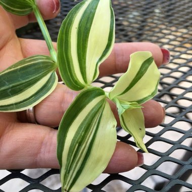 Tradescantia fluminensis 'Variegata'