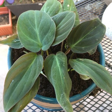 Philodendron micans