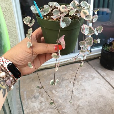 Ceropegia linearis subsp. woodii variegata