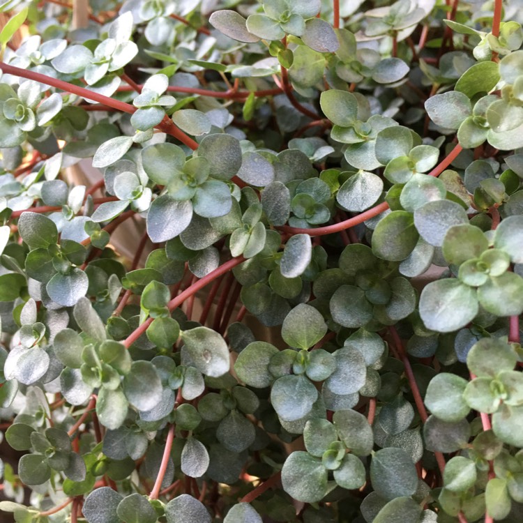 plant image 770002