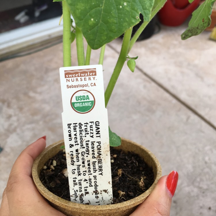 Plant image Physalis peruviana