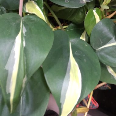 Philodendron cordatum 'Silver Stripe'