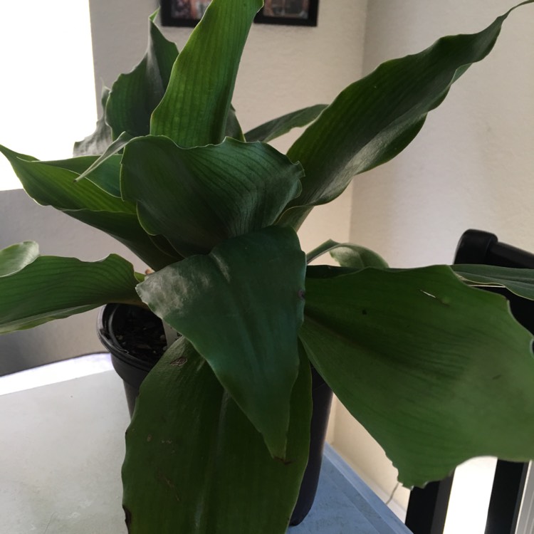 plant image 793158