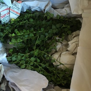 Dischidia ruscifolia