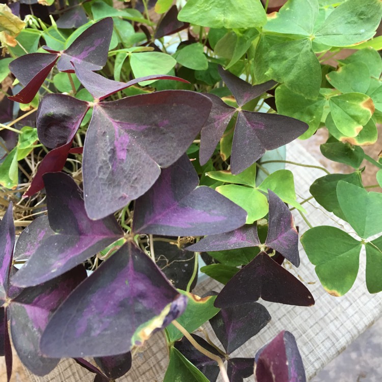 plant image 794727 plant image 794727
