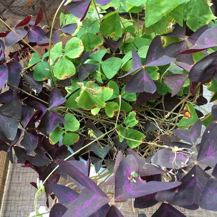 plant image 794729 plant image 794729