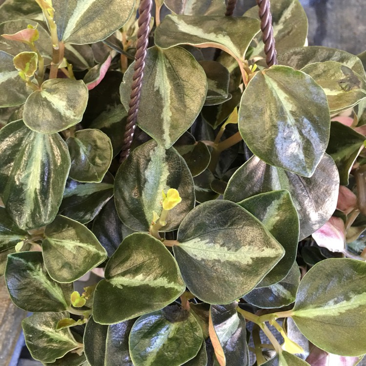plant image 794732 plant image 794732