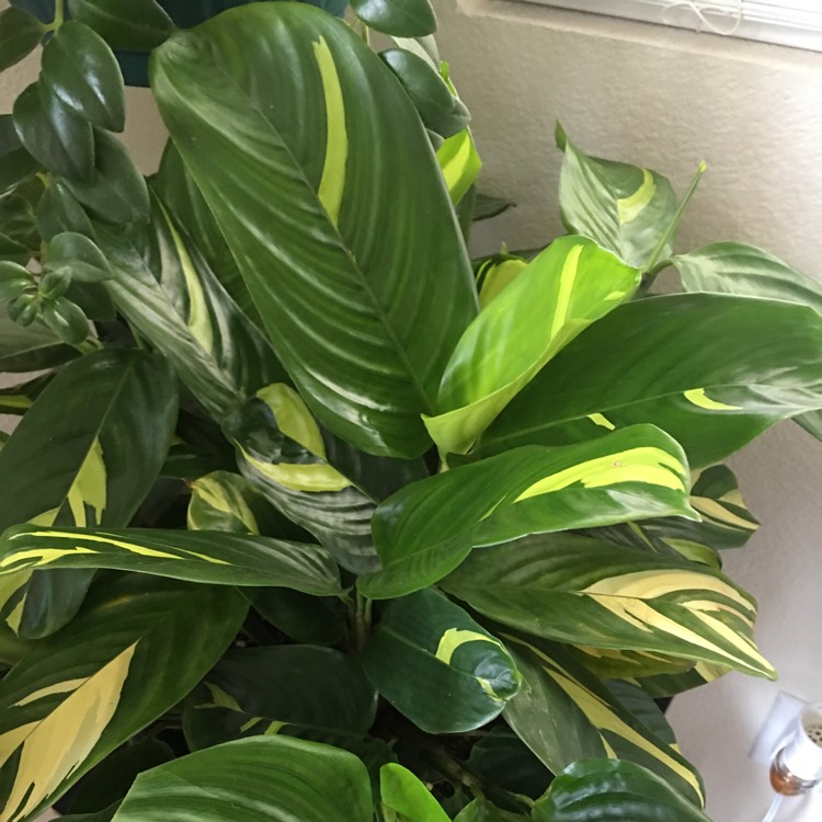 Plant image Ctenanthe lubbersiana 'Brazilian Snow'