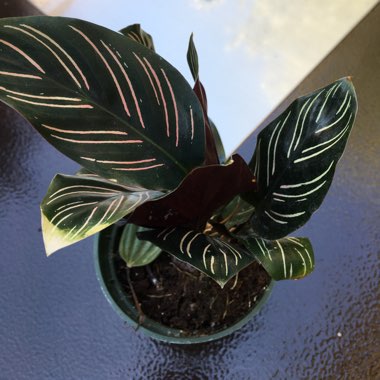 Calathea Ornata syn. Calathea Ornata 'Sanderiana' syn. Goeppertia majestica 'Sanderiana'