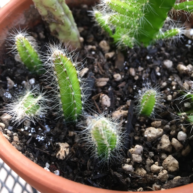 plant image 809904 plant image 809904