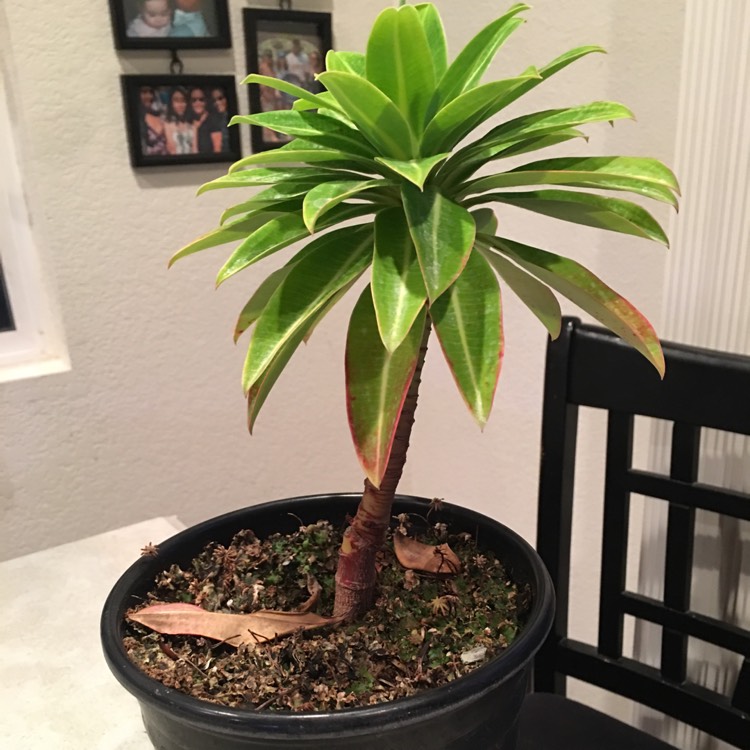plant image 834252