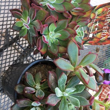 Echeveria Pulvinata var. Pulvinata