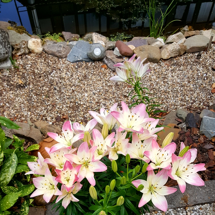 Plant image Lilium 'Montreux'