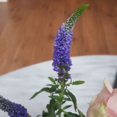 Jennifer 's garden