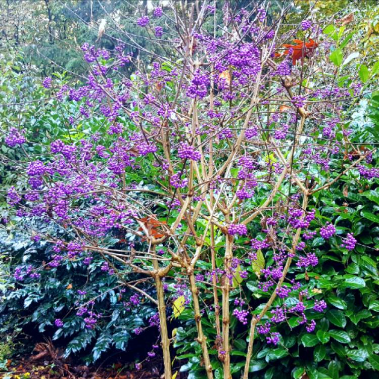 plant image 1254262