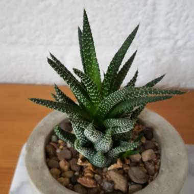 Zebra Cactus 'Big Band'