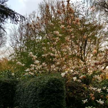 Jennifer 's garden