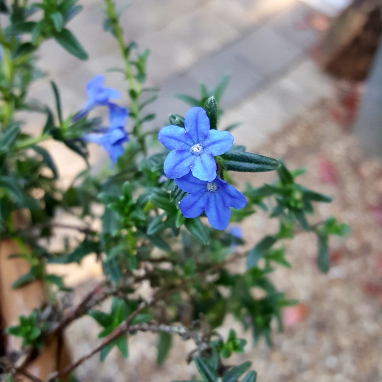 plant image 1279074