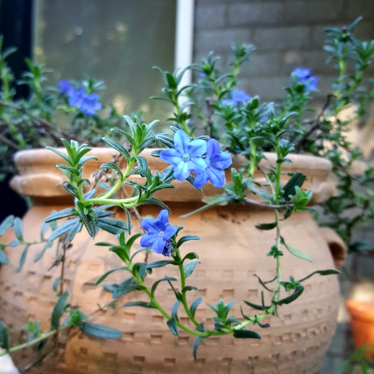 plant image 1279075