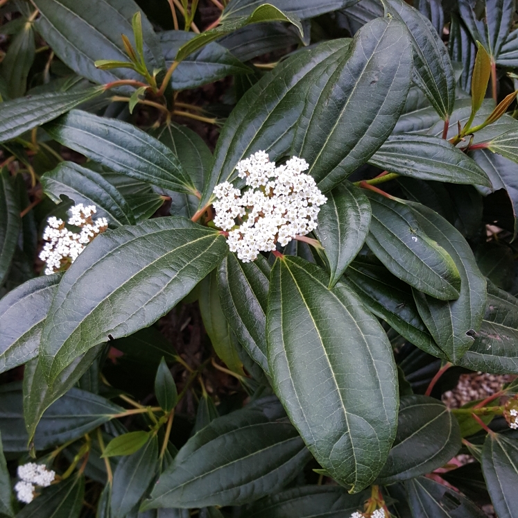 Plant image Viburnum davidii