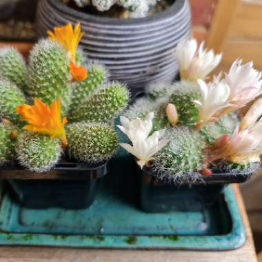 Jenny's garden