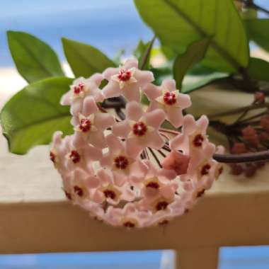 Jenny's garden
