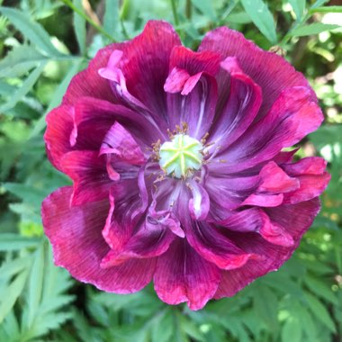 Jennie's garden