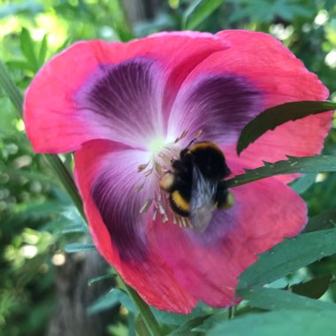 Jennie's garden