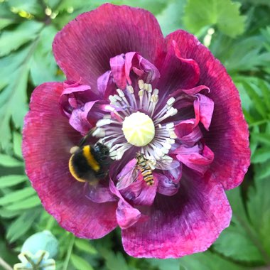 Jennie's garden