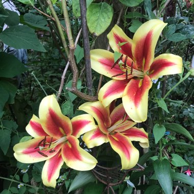 Jennie's garden