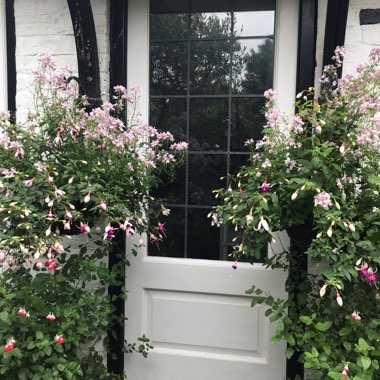 Jennie's garden