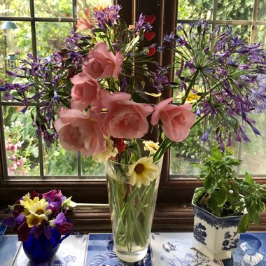 Jennie's garden