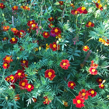 Jennie's garden