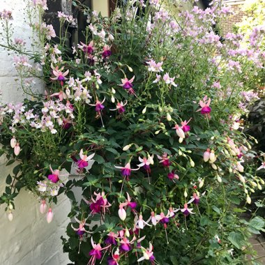 Jennie's garden