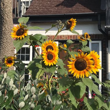 Jennie's garden