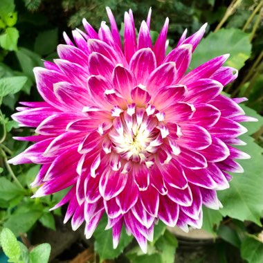 Jennie's garden