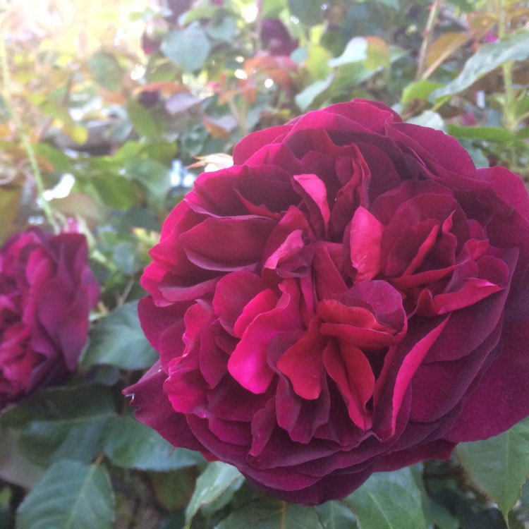 Plant image Rosa 'Falstaff'