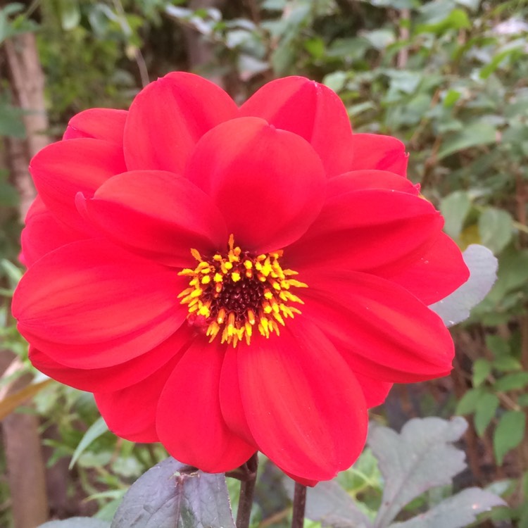 Plant image Dahlia 'Bishop's Children'