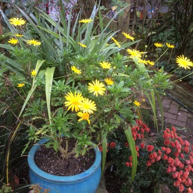 Euryops 'Jamaica Sunshine'