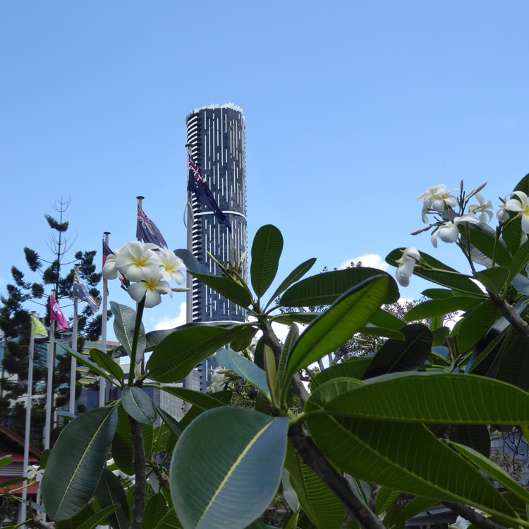 Plant image Plumeria
